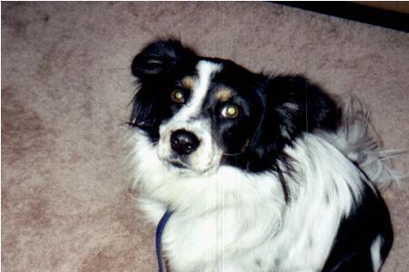puppup1.jpg (22199 bytes)